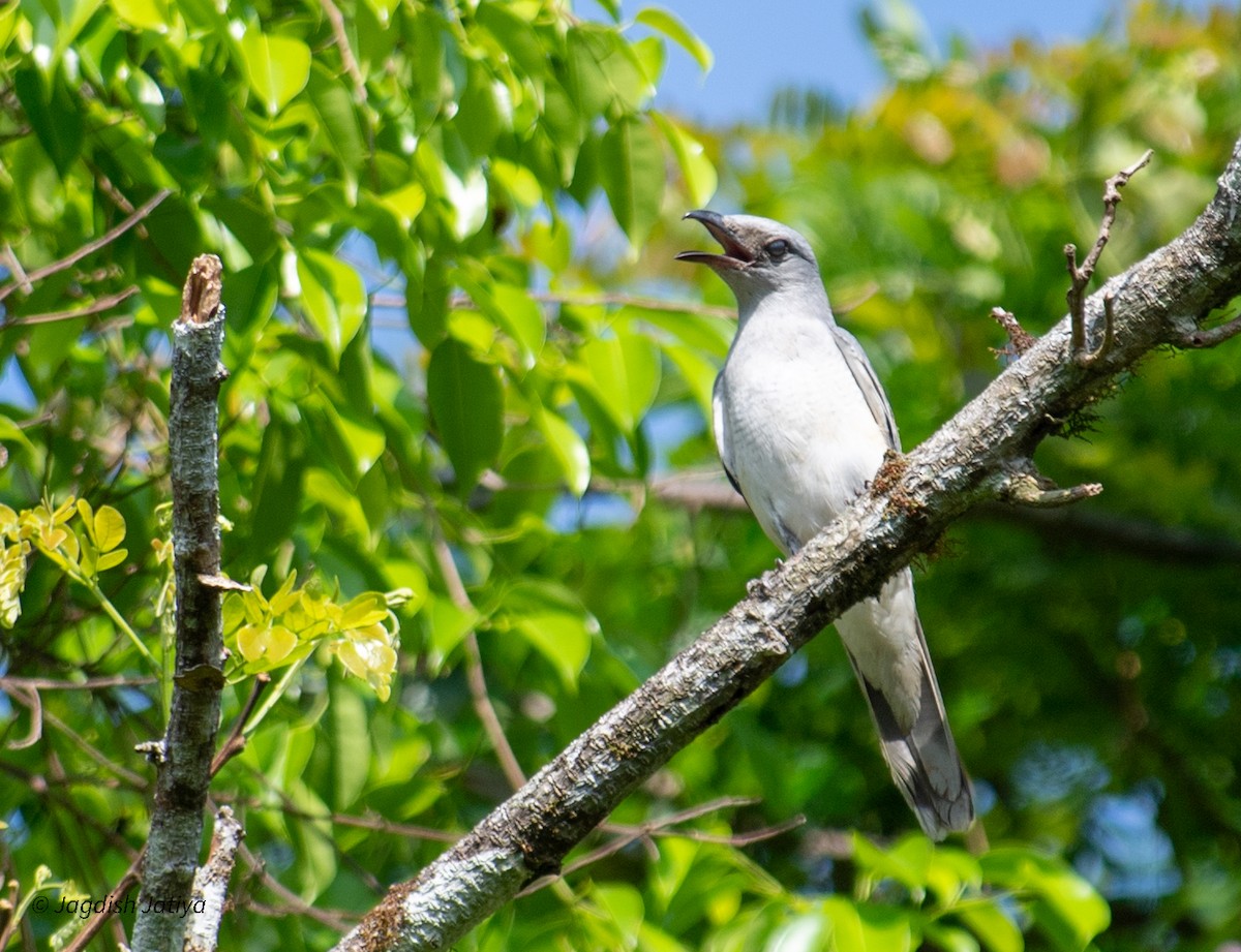 Large Cuckooshrike - ML590614401