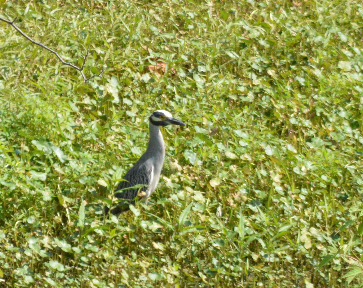 Yellow-crowned Night Heron - ML590614501