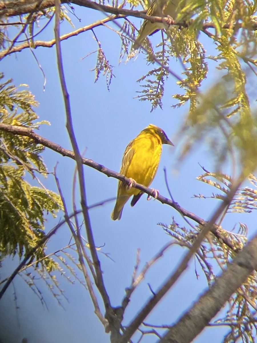 Bocage's Weaver - ML590614791