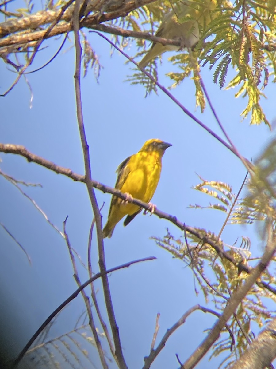 Bocage's Weaver - ML590614801