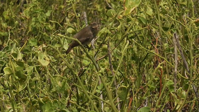 Gray Warbler-Finch - ML590615871