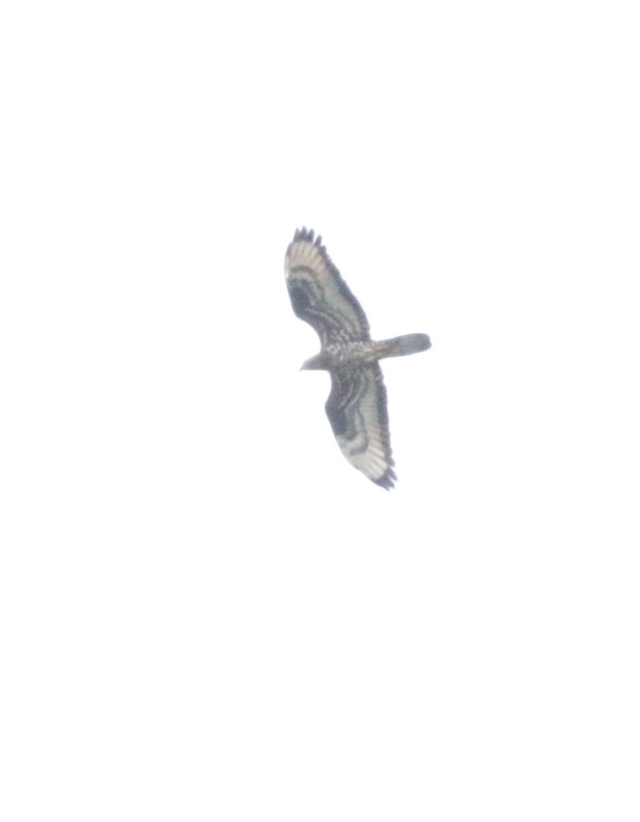 European Honey-buzzard - ML590615971