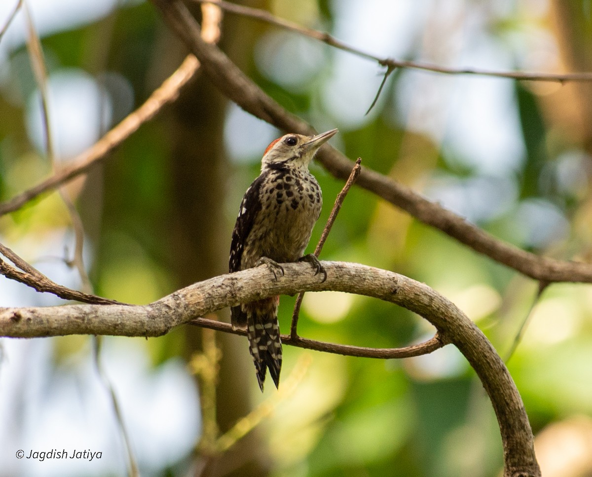 Freckle-breasted Woodpecker - Jagdish Jatiya