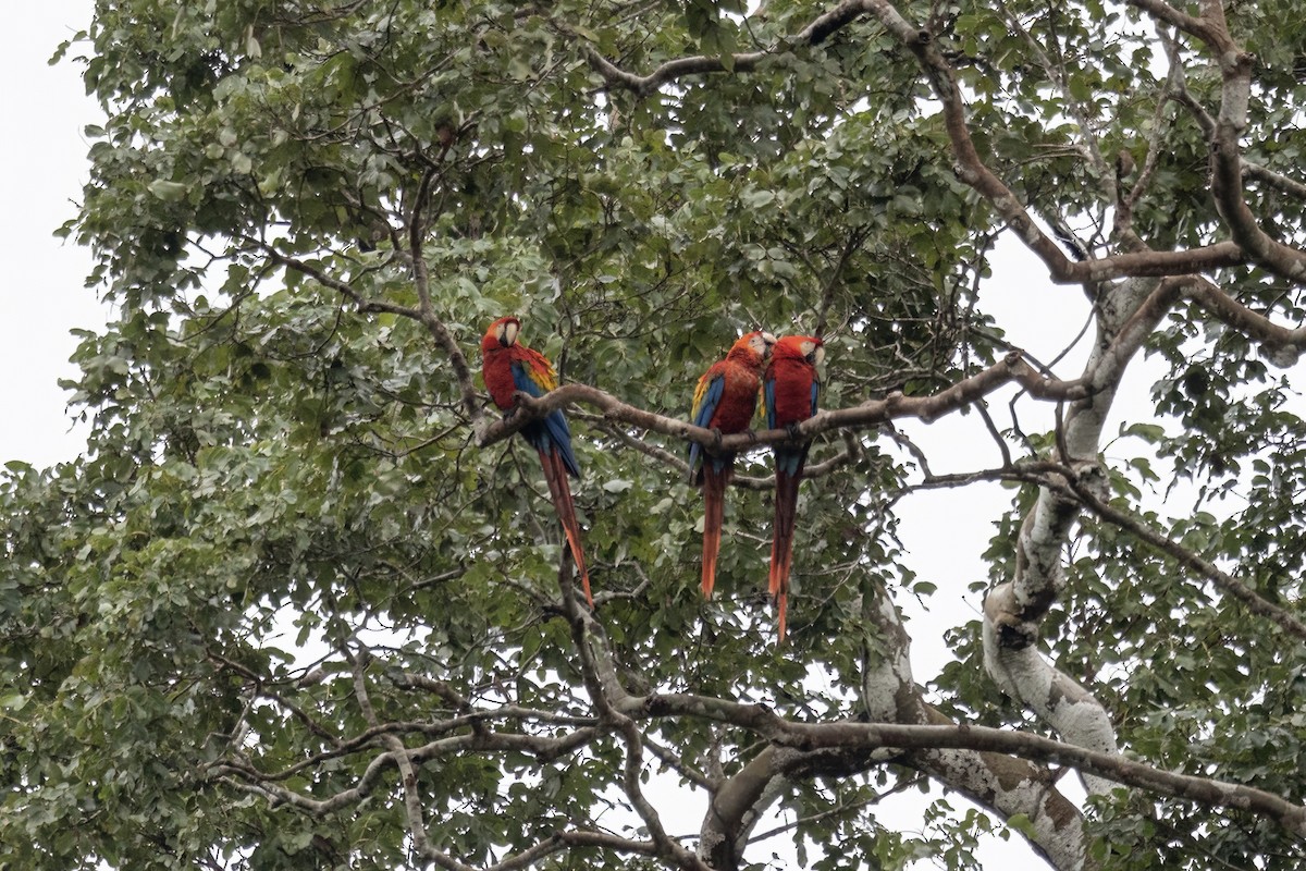 Scarlet Macaw - ML590616431
