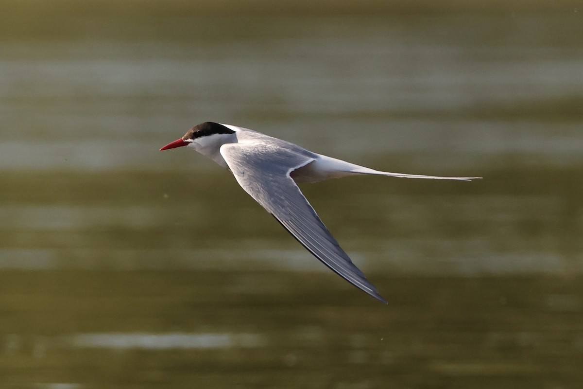 Arctic Tern - ML590617281