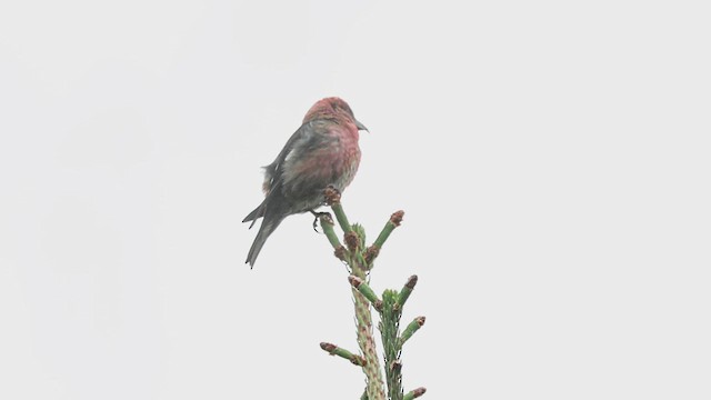 White-winged Crossbill - ML590617771