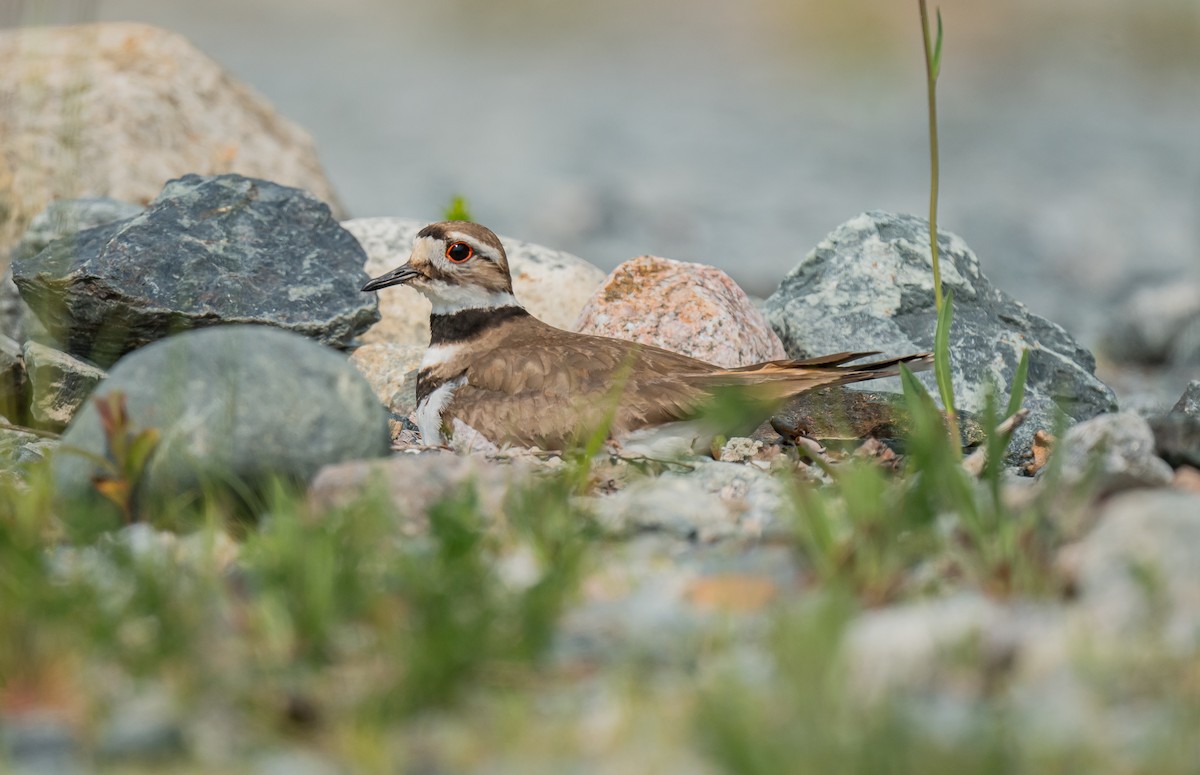 Killdeer - ML590618741
