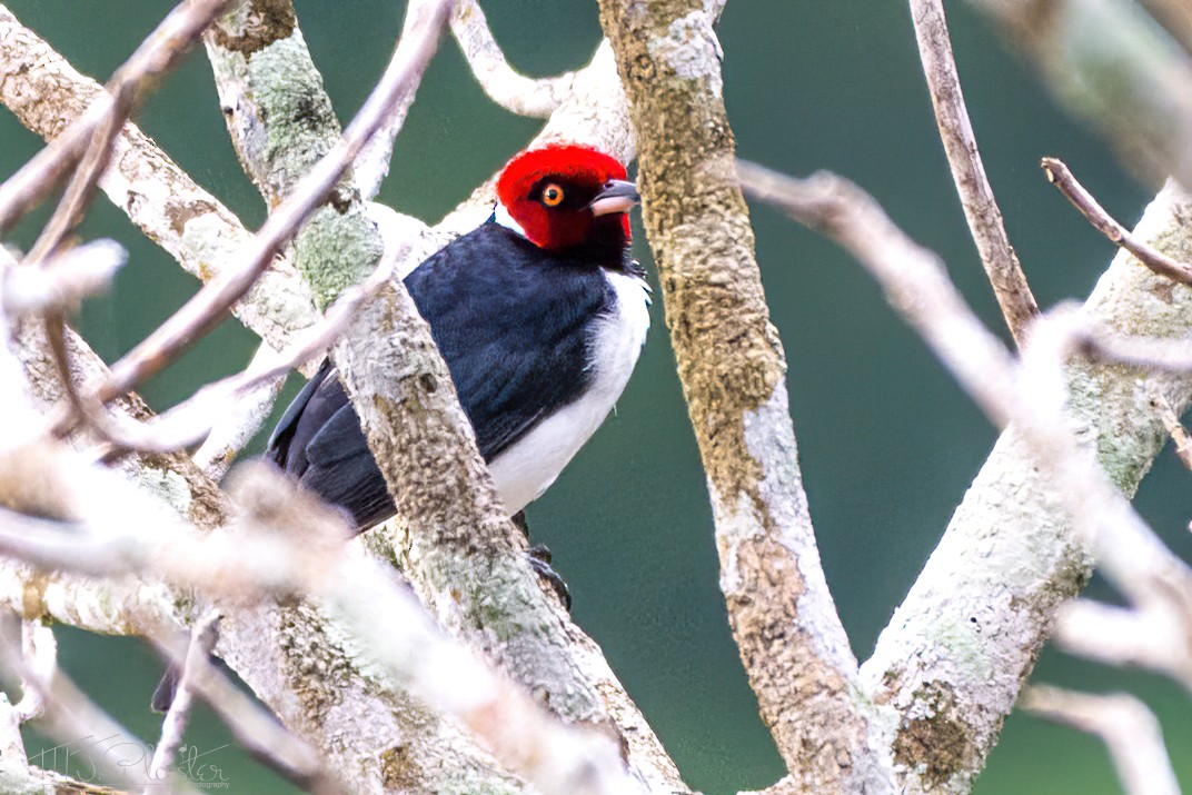 Red-capped Cardinal - Michael Plaster
