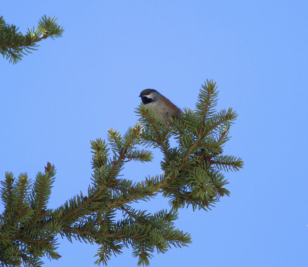 Boreal Chickadee - ML59062081