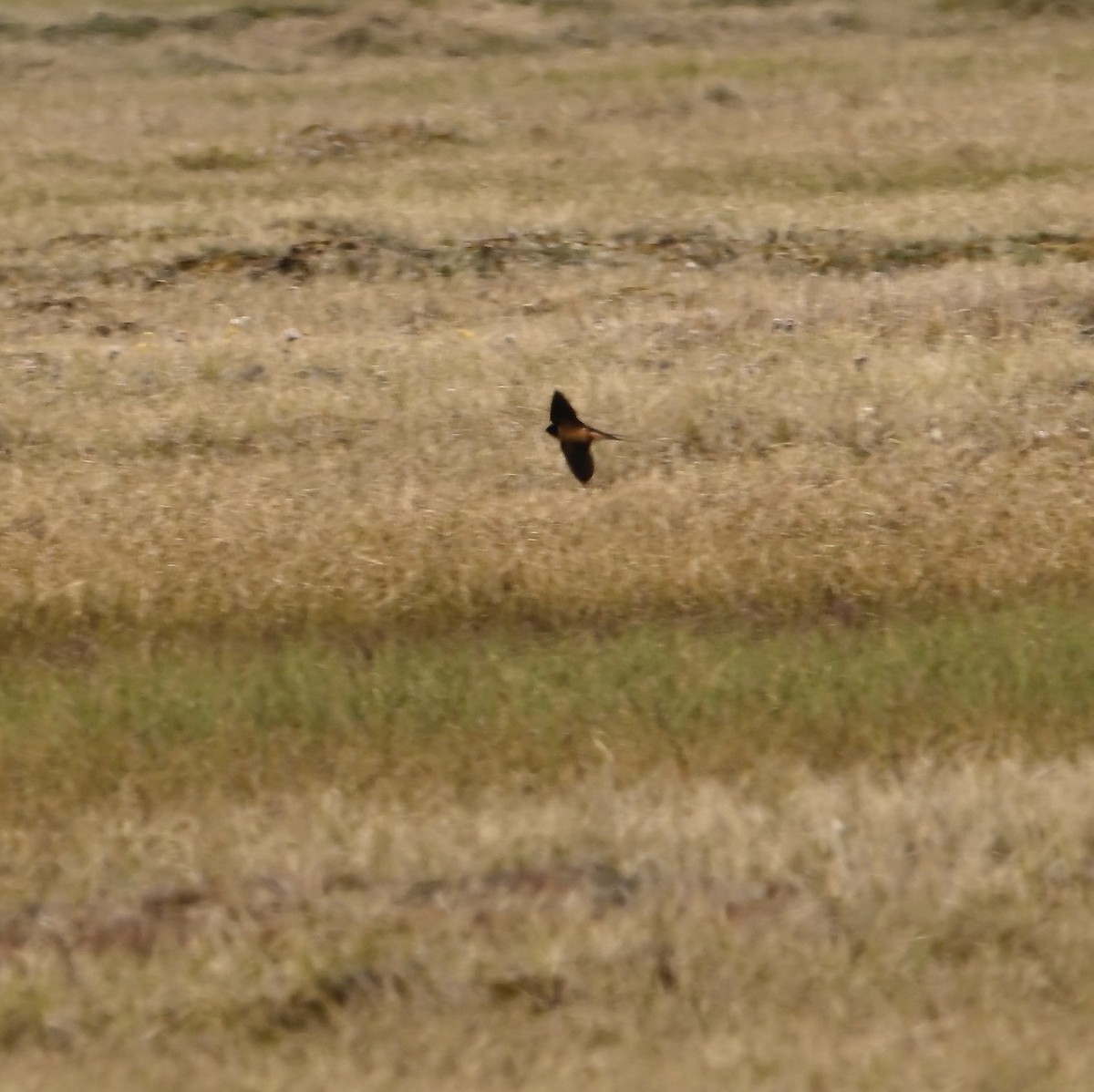 家燕(erythrogaster) - ML590621101