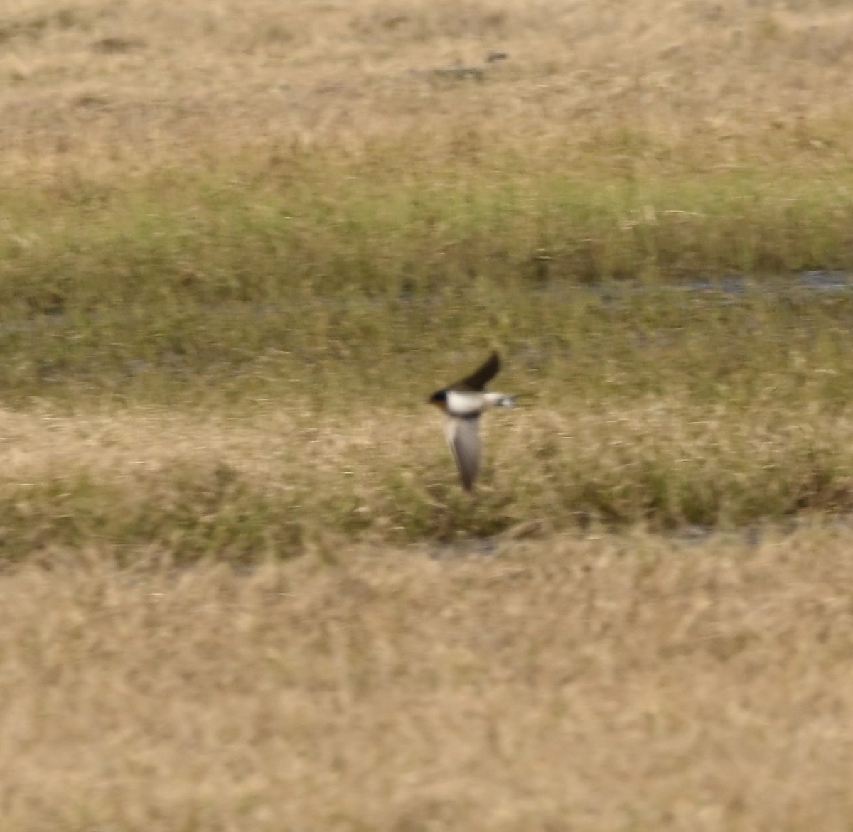 家燕(erythrogaster) - ML590621111