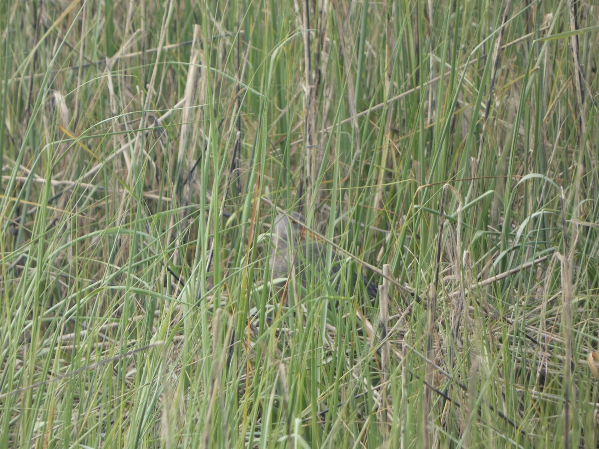 Clapper Rail (Atlantic Coast) - Peter Wynnyk