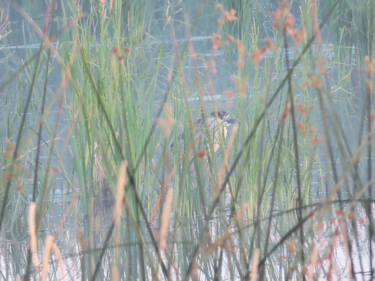 Black-crowned Night Heron - carolyn spidle
