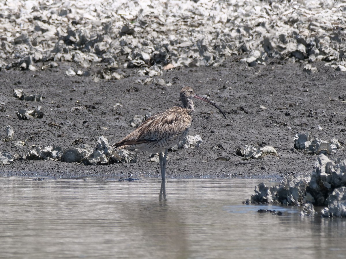 Far Eastern Curlew - Hiroyuki Tamura