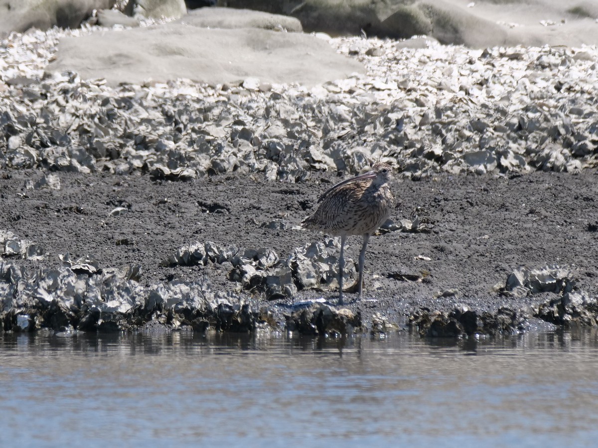 Far Eastern Curlew - Hiroyuki Tamura