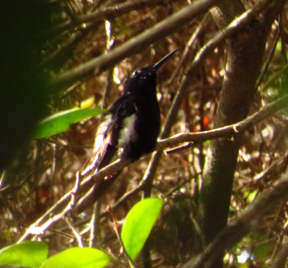kolibřík černobílý - ML590624161