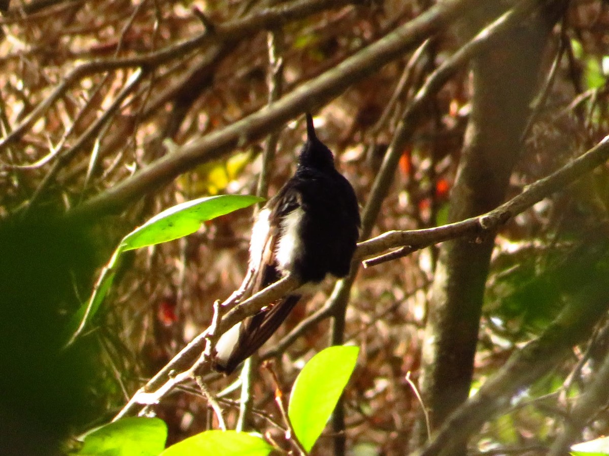 kolibřík černobílý - ML590624181