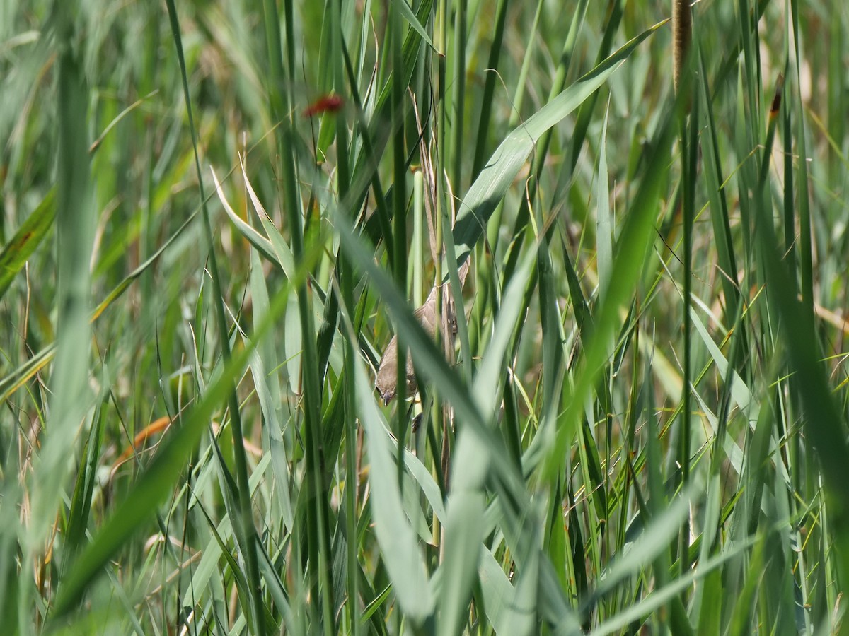 Oriental Reed Warbler - ML590624241