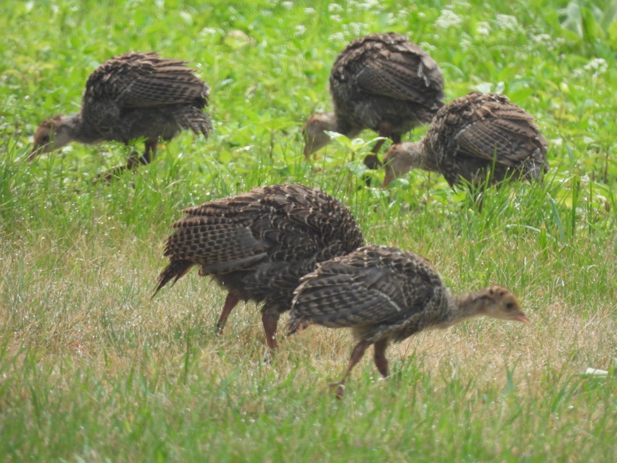 Wild Turkey - ML590624461