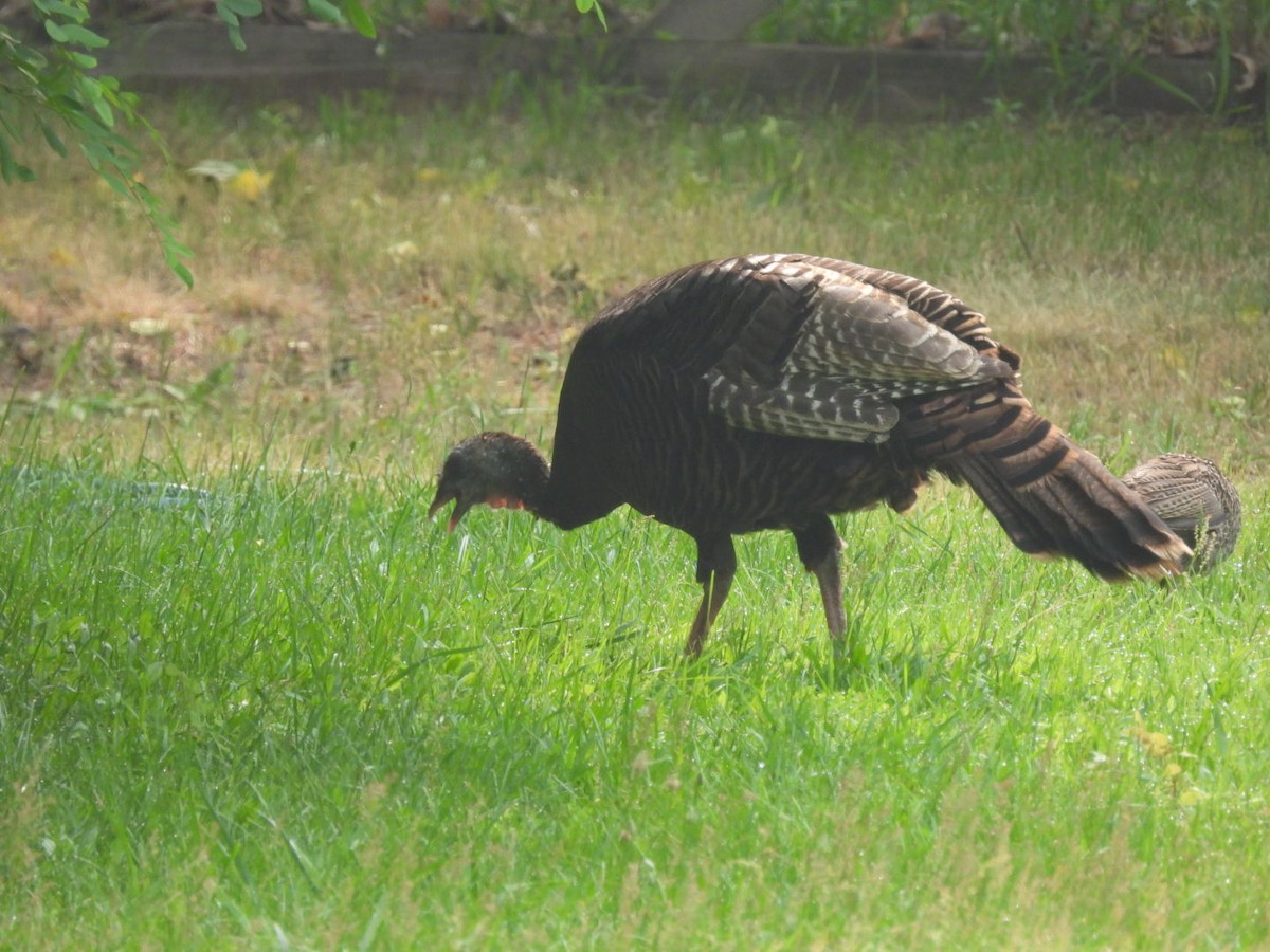 Wild Turkey - ML590624481