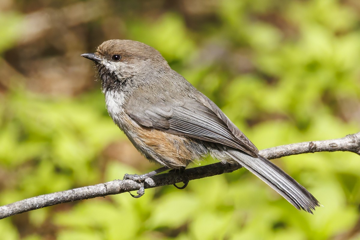 Boreal Chickadee - ML590624631