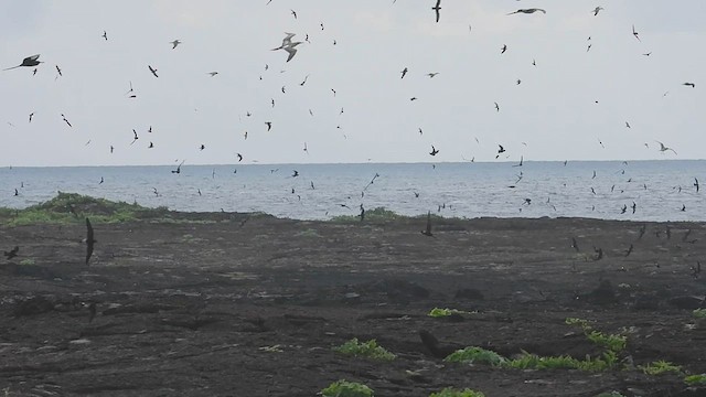 Galapagos Fırtınakırlangıcı - ML590624761