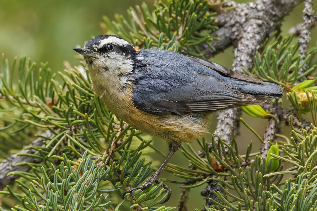 Red-breasted Nuthatch - ML590624771