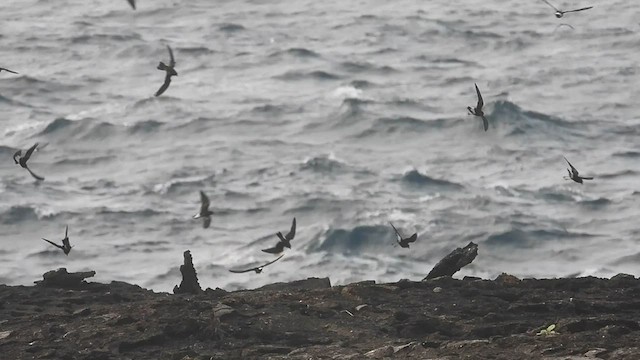 Wedge-rumped Storm-Petrel - ML590624781