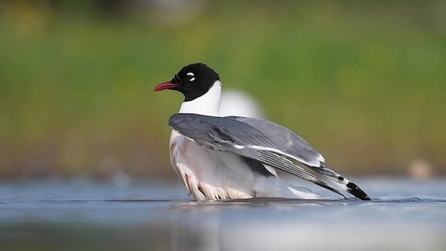 Mouette de Franklin - ML590624891