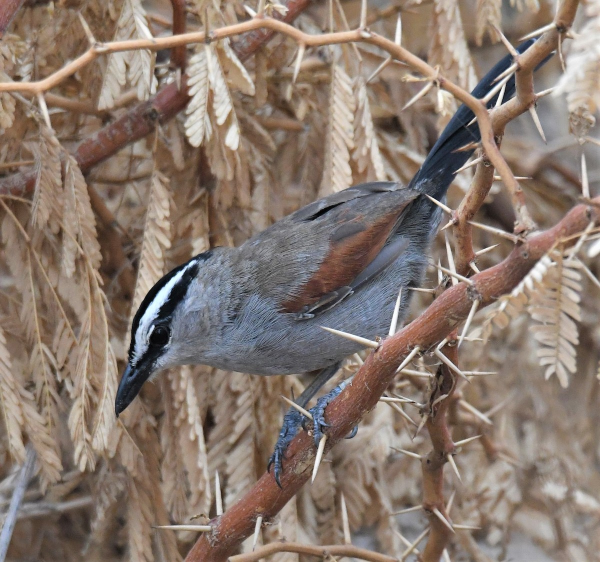 Chagra del Senegal - ML590625191