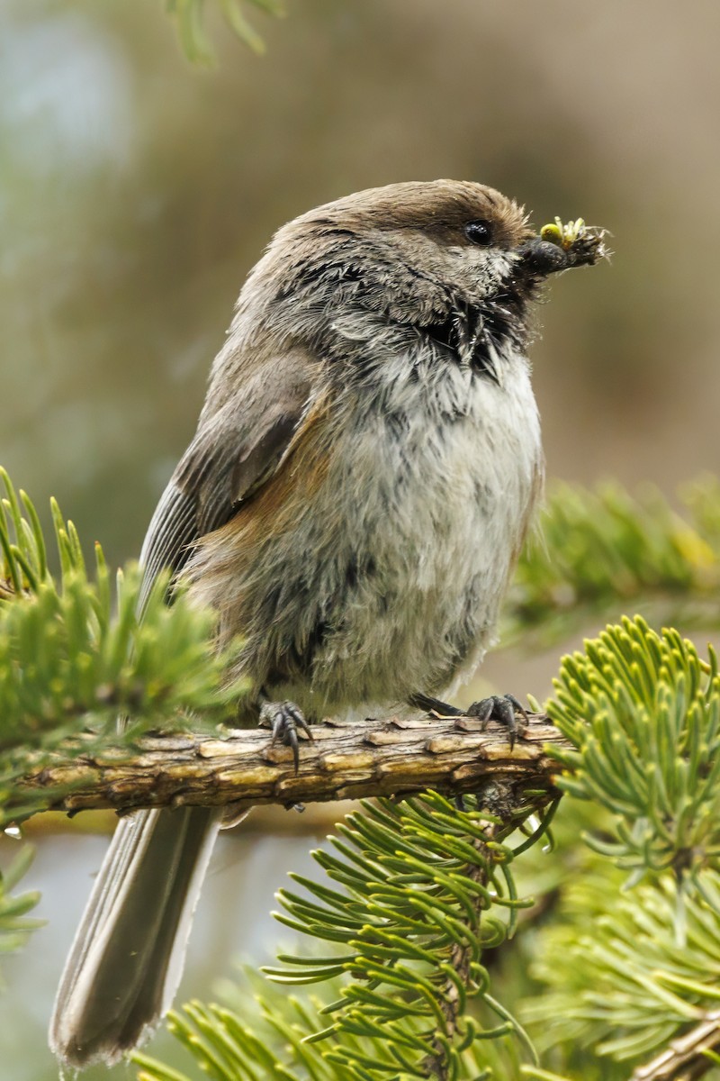 Boreal Chickadee - ML590625311