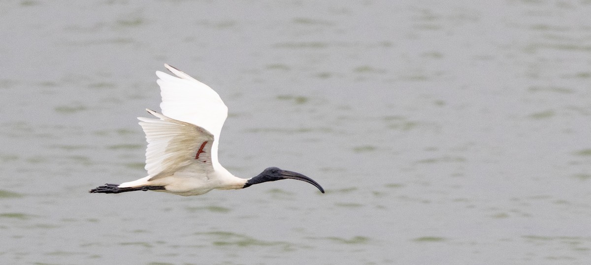 ibis černohlavý - ML590625501