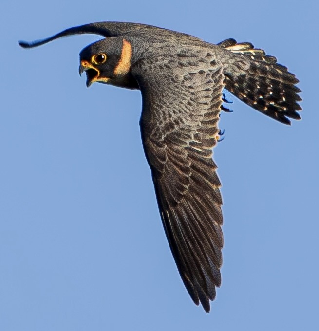 Bat Falcon - ML590625801