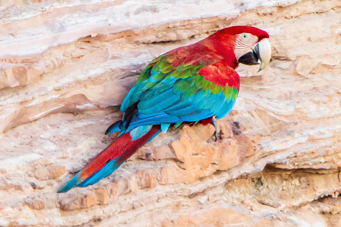 Red-and-green Macaw - ML590625811