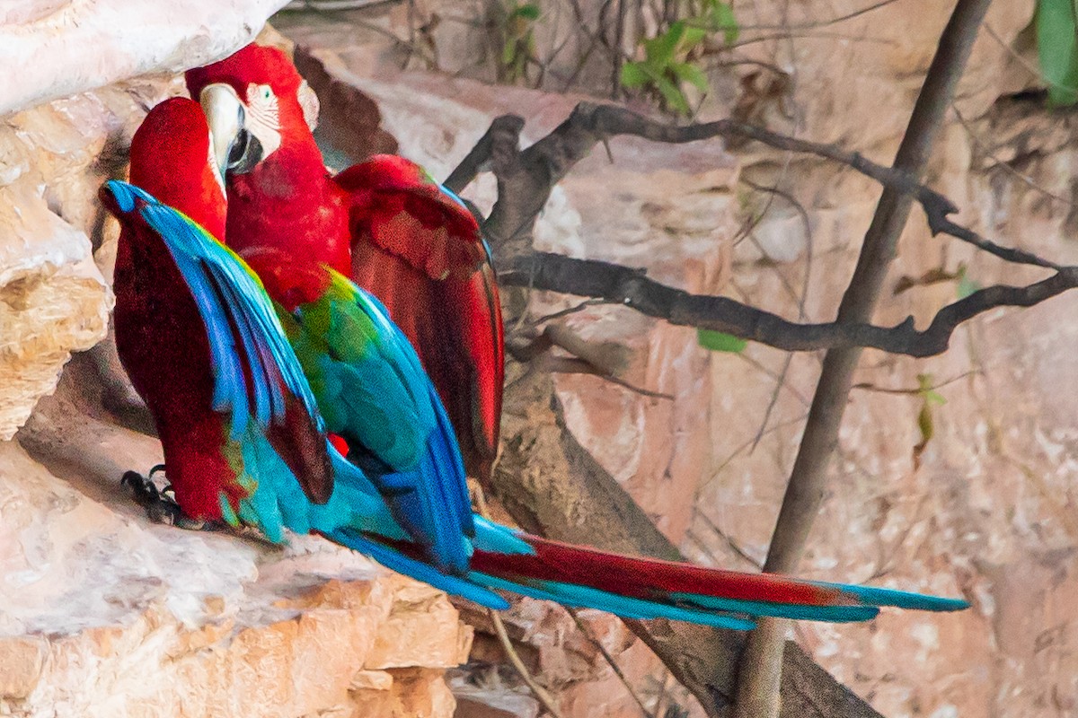 Red-and-green Macaw - ML590625821