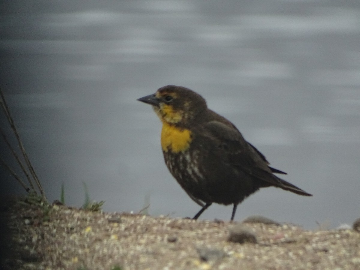 Tordo Cabeciamarillo - ML59062611