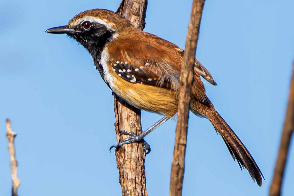 Rusty-backed Antwren - ML590626181