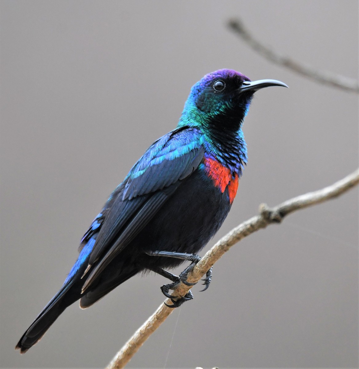 Shining Sunbird - ML590627111