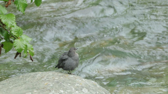 American Dipper - ML590627281