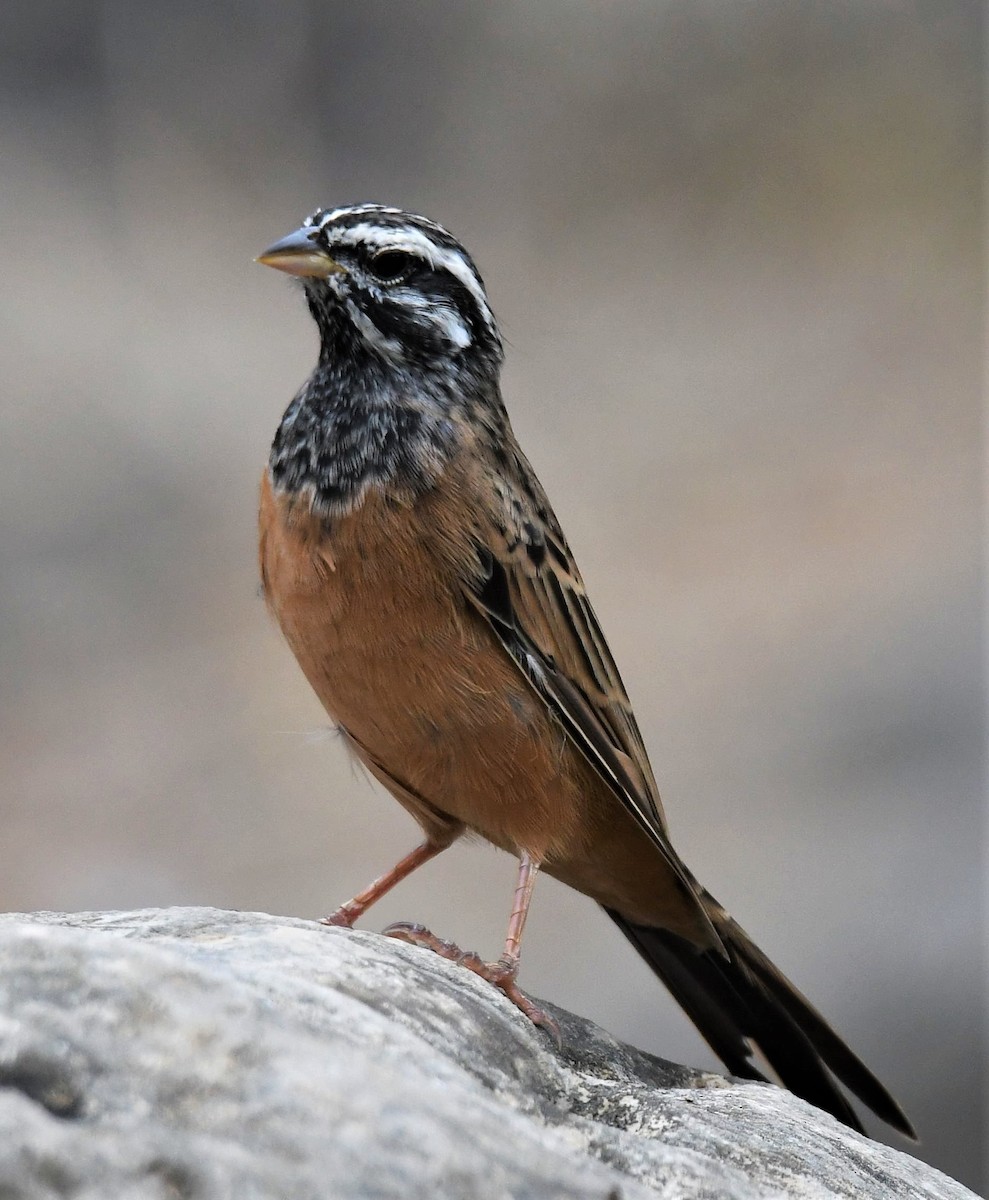 Cinnamon-breasted Bunting - ML590627301