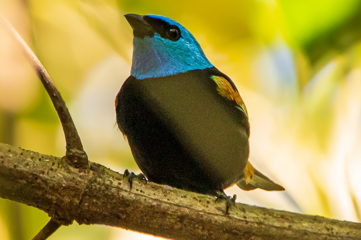Blue-necked Tanager - ML590627541