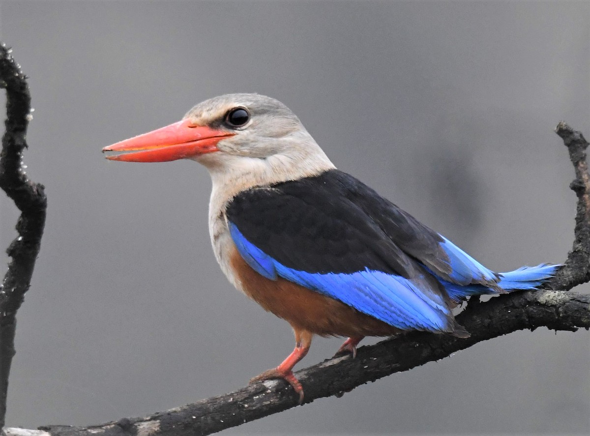 Gray-headed Kingfisher - Jörg Knocha