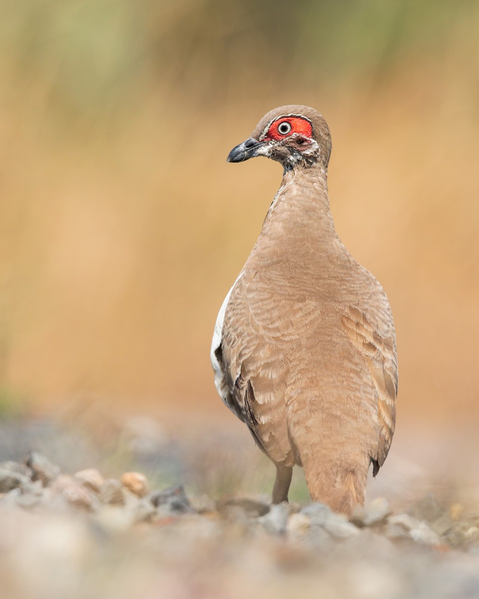 Partridge Pigeon - ML590627871