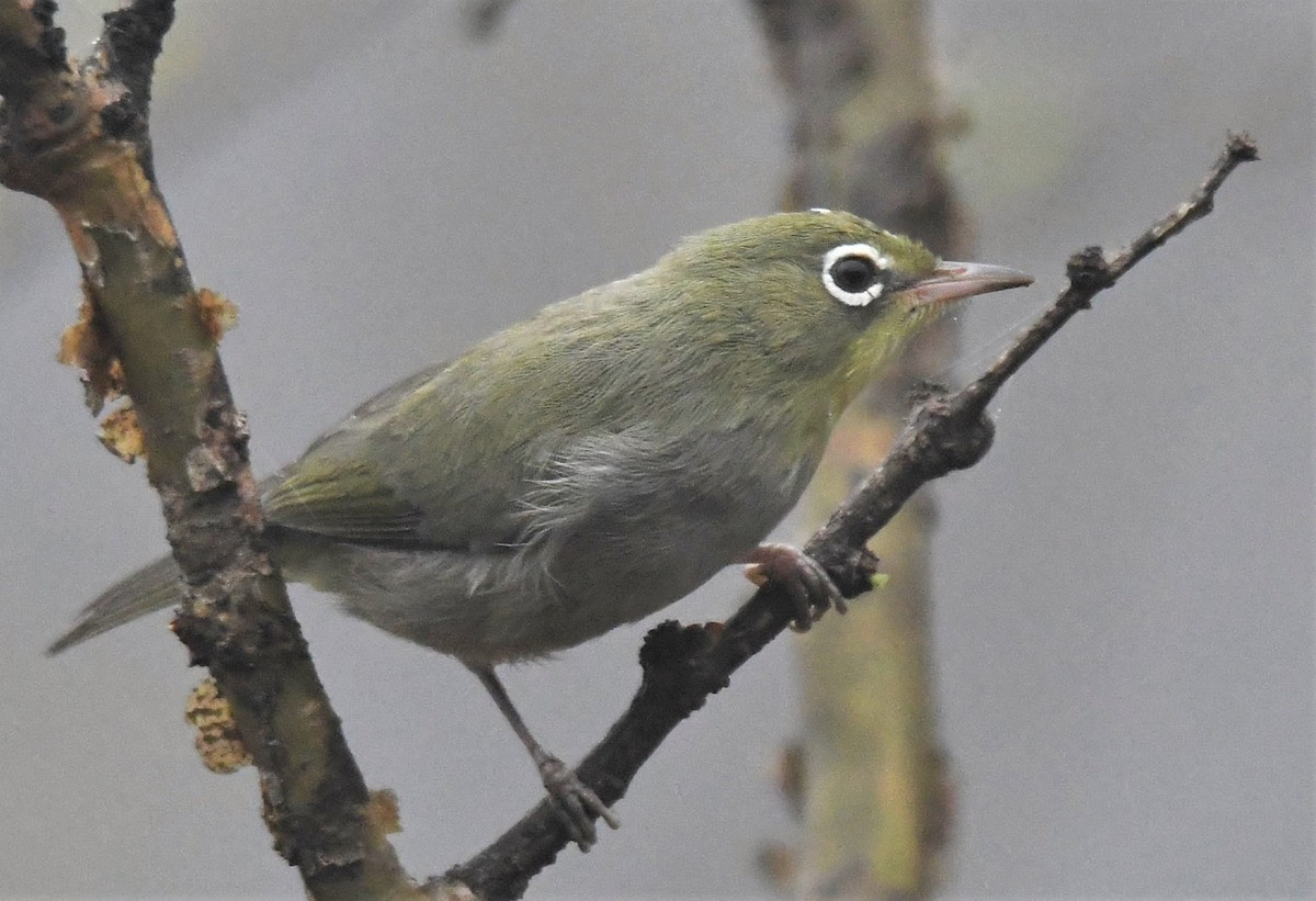 Abyssinian White-eye - Jörg Knocha