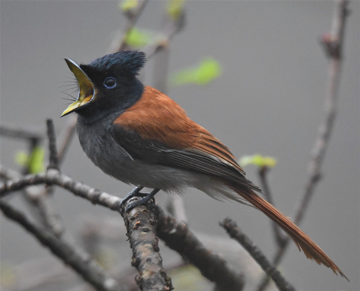 African Paradise-Flycatcher - Jörg Knocha