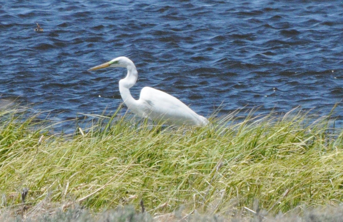 Great Egret - ML59062811