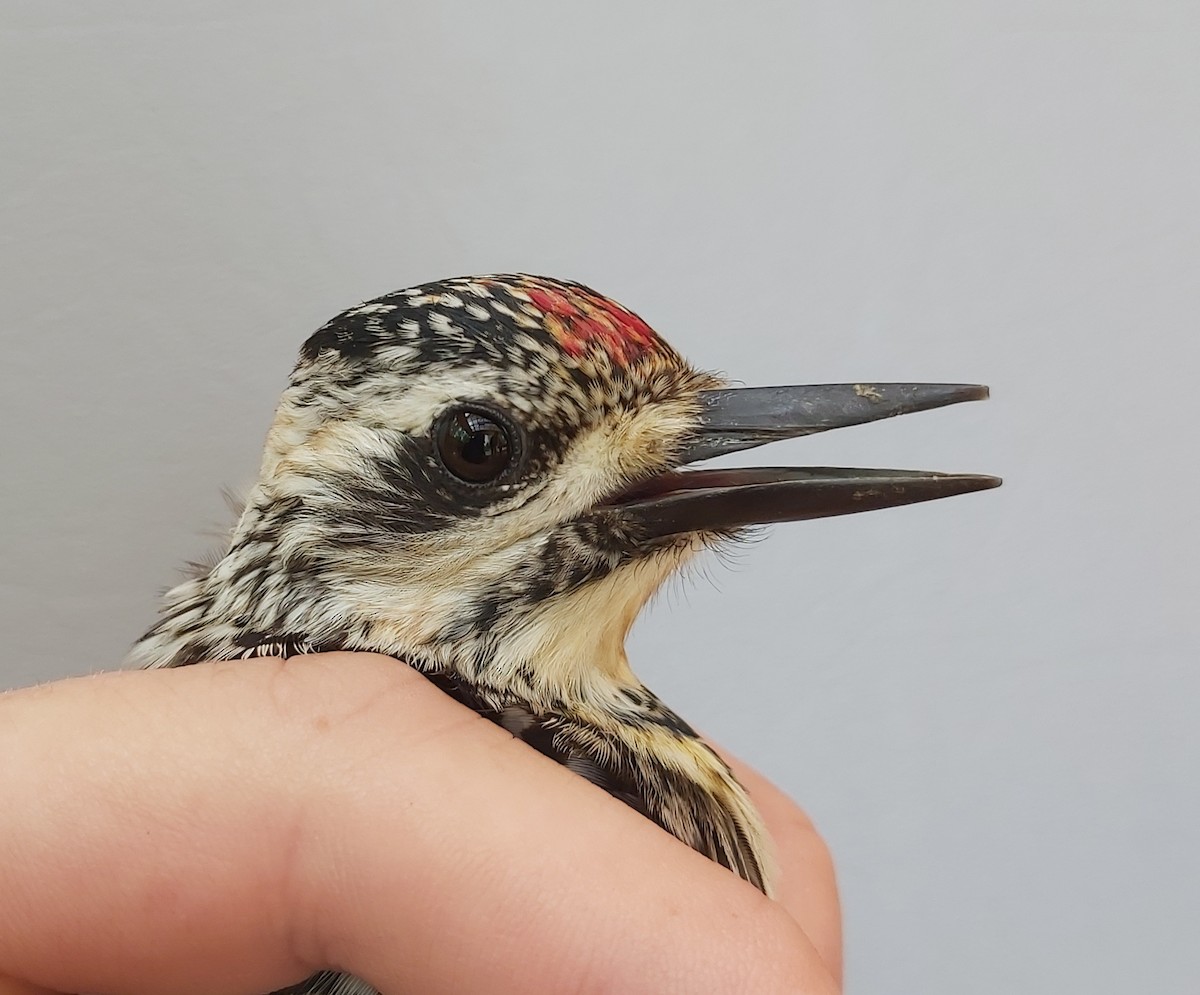 Yellow-bellied Sapsucker - ML590628471