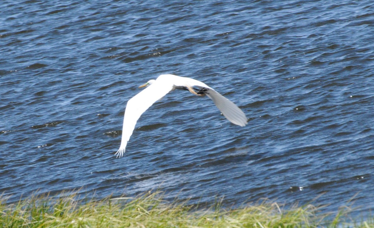 Great Egret - ML59062851