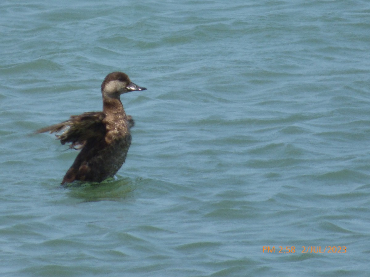 Black Scoter - ML590628711