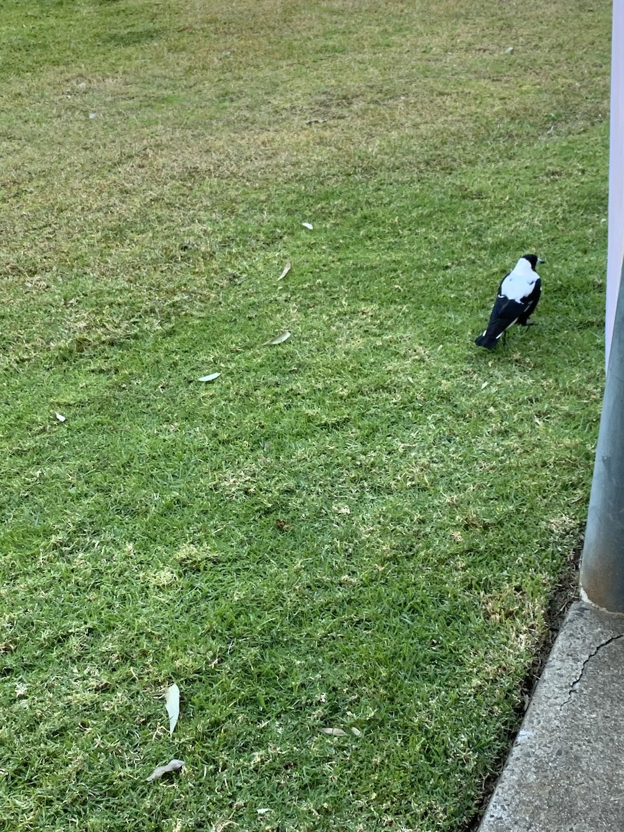 Australian Magpie (White-backed) - Joel Poyitt